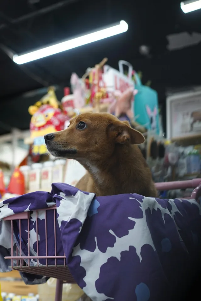 Perro dentro del carrito de una tienda (foto de stock provisional)