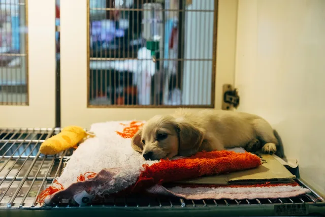 Cachorro recostado durante su consulta (foto de stock provisional)