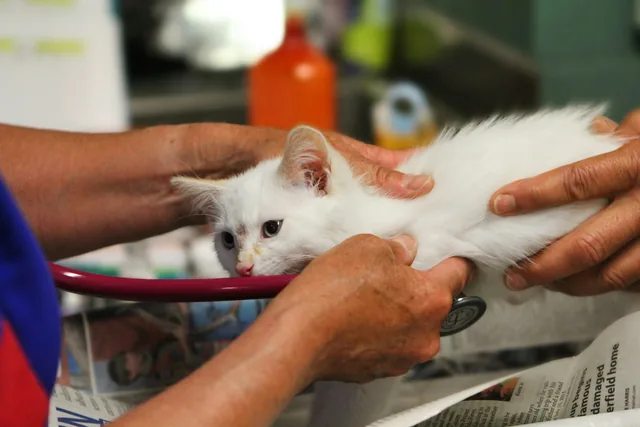 Gatito blanco durante su revisión en la clínica (foto de stock provisional)