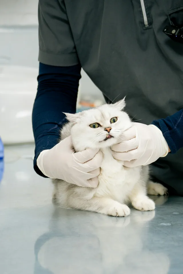Gato blanco sostenido con guantes durante su revisión en la clínica (foto de stock provisional)