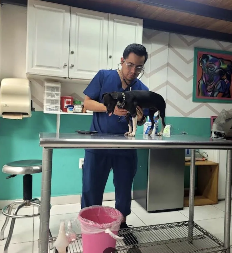 Veterinario revisando a un perrito sobre la mesa de la clínica de Wawao
