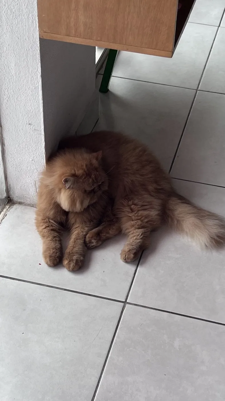 Gato persa de pelo largo café, echado sobre el piso de la sucursal de Wawao