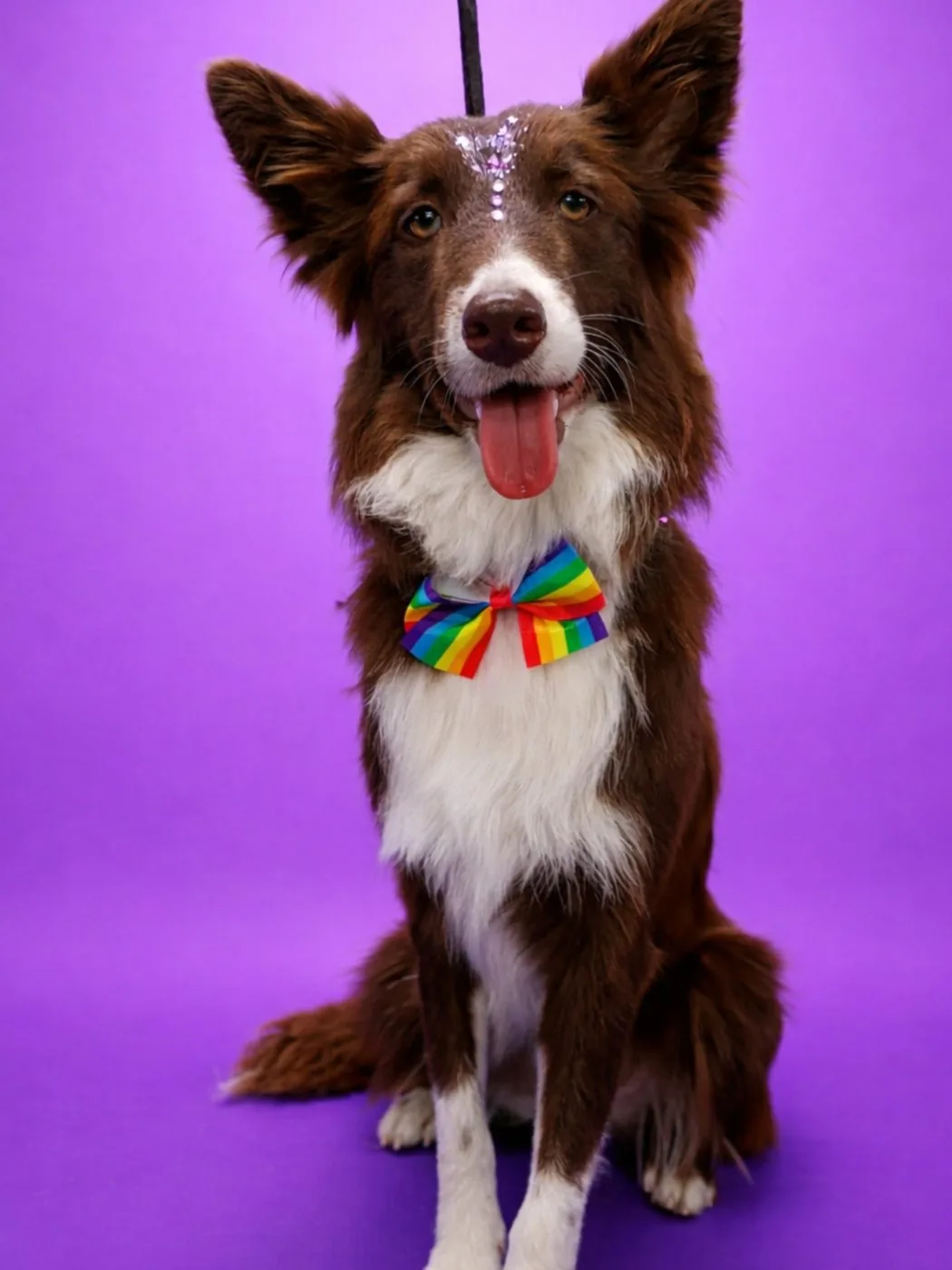 Border collie con moño de colores después de su baño en Wawao
