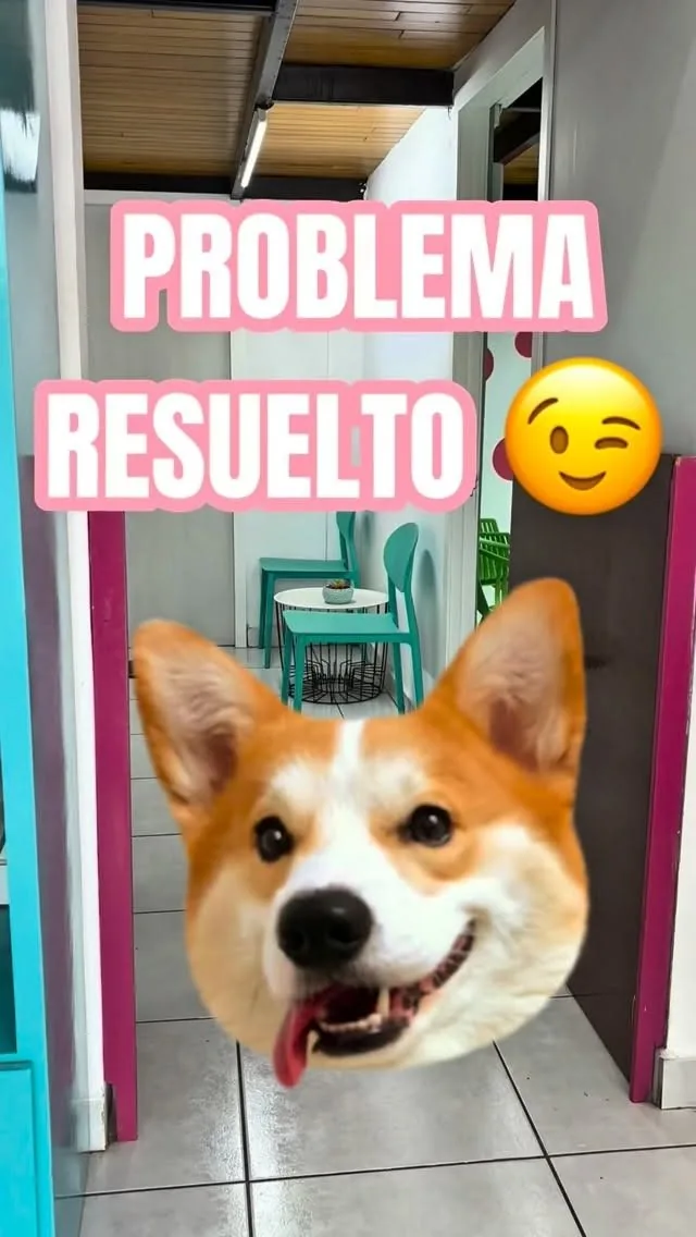 Corgi sonriendo después de su baño en Wawao