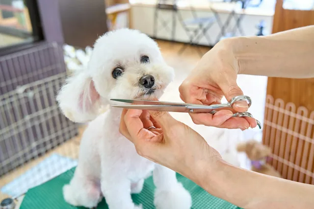 Perro blanco recibiendo un corte de pelo con tijera (foto de stock provisional)
