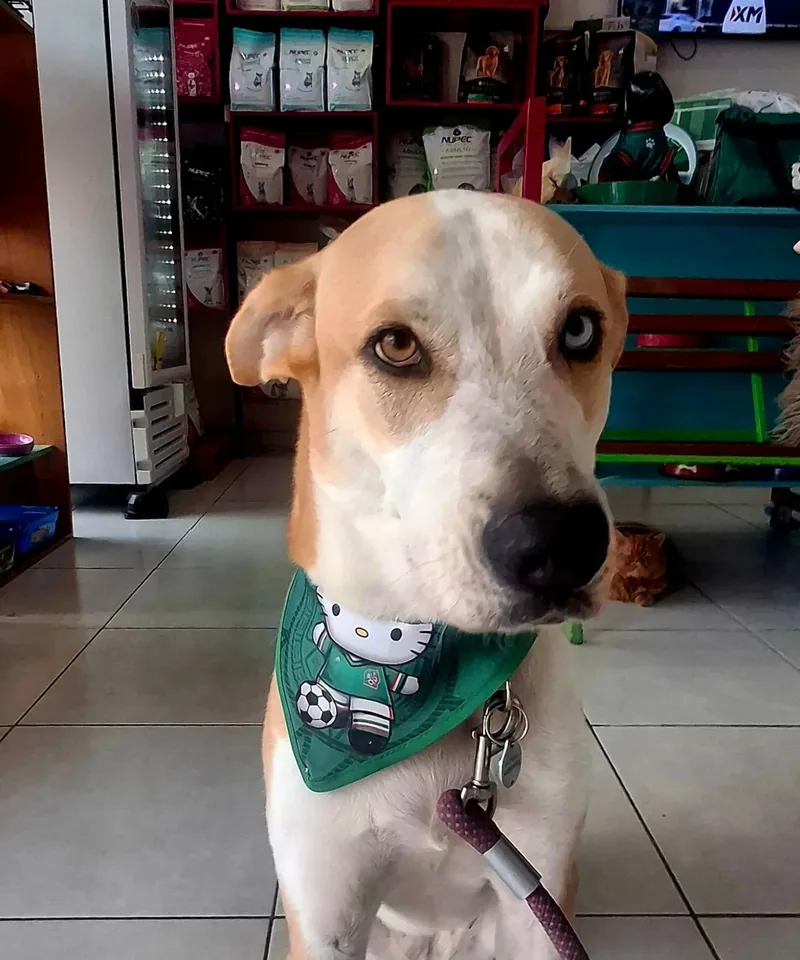 Perro con paliacate verde después de su baño en la estética de Wawao