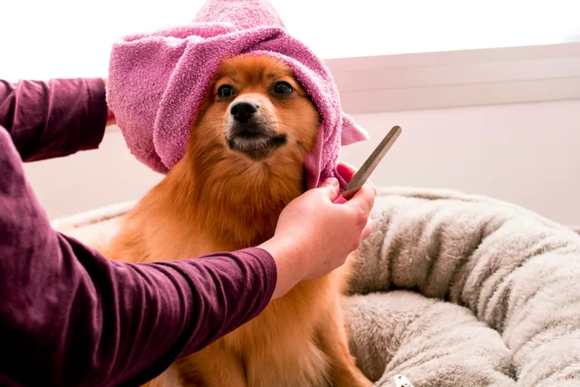 Pomerania envuelto en una toalla rosa durante su baño (foto de stock provisional)