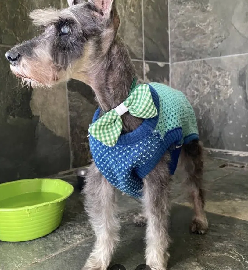 Schnauzer recién arreglado con suéter y moño verde después de su baño