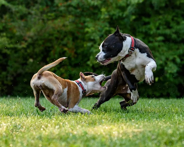 Dos perros jugando en el pasto (foto de stock provisional)