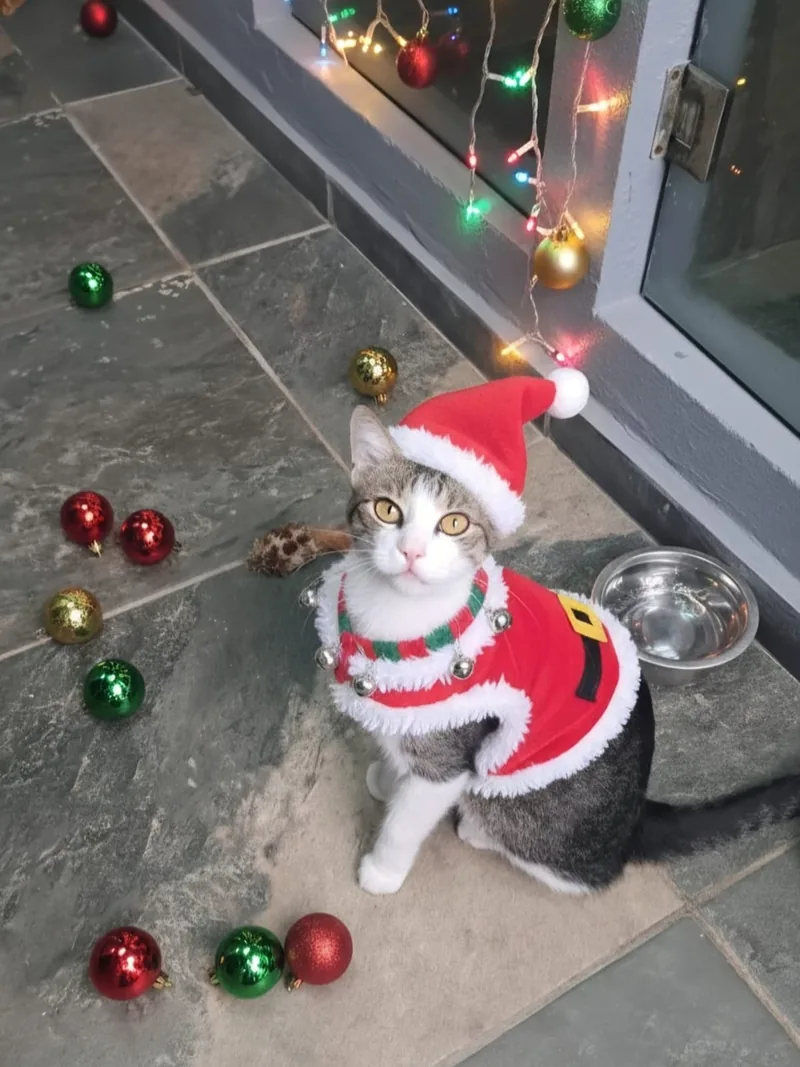 Gato con disfraz navideño de huésped en el hotel de Wawao