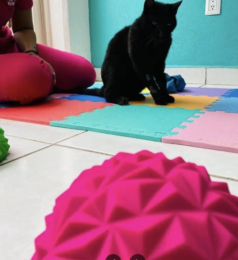 Gato negro jugando en el área de guardería de Wawao