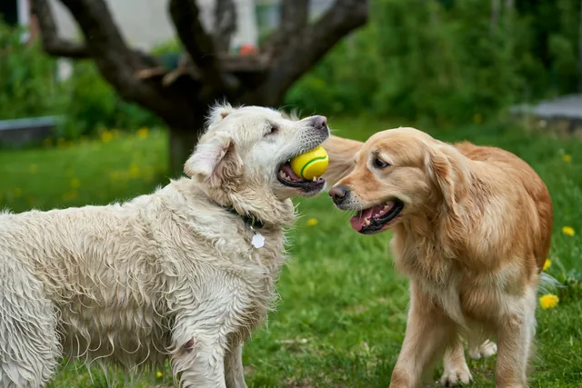 Dos perros jugando con una pelota (foto de stock provisional)
