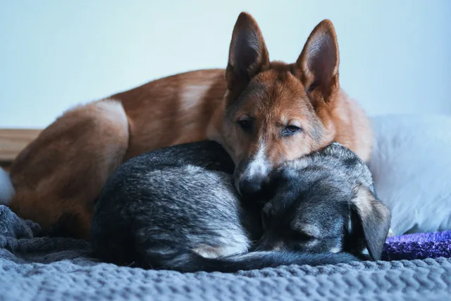 Perro y gato descansando juntos en una cama (foto de stock provisional)