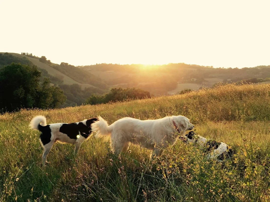 Perros jugando en un campo al atardecer (foto de stock provisional)