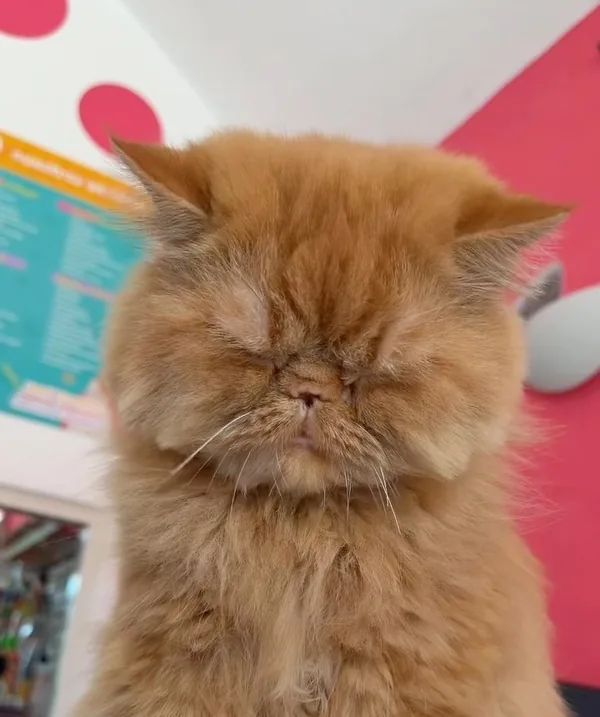Gato persa naranja en la sucursal de Wawao, con las paredes de lunares al fondo