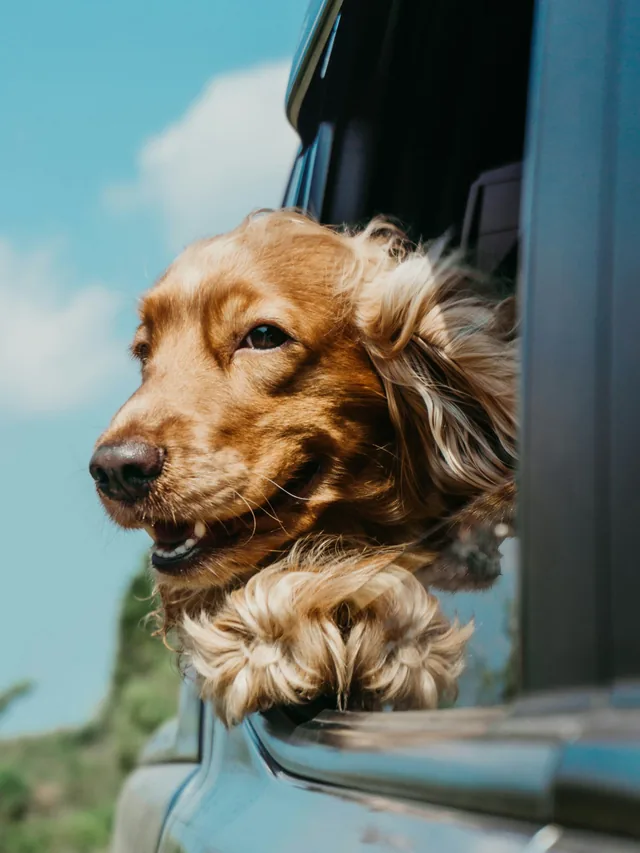 Perro de pelo largo y dorado asomado en el auto (foto de stock provisional)