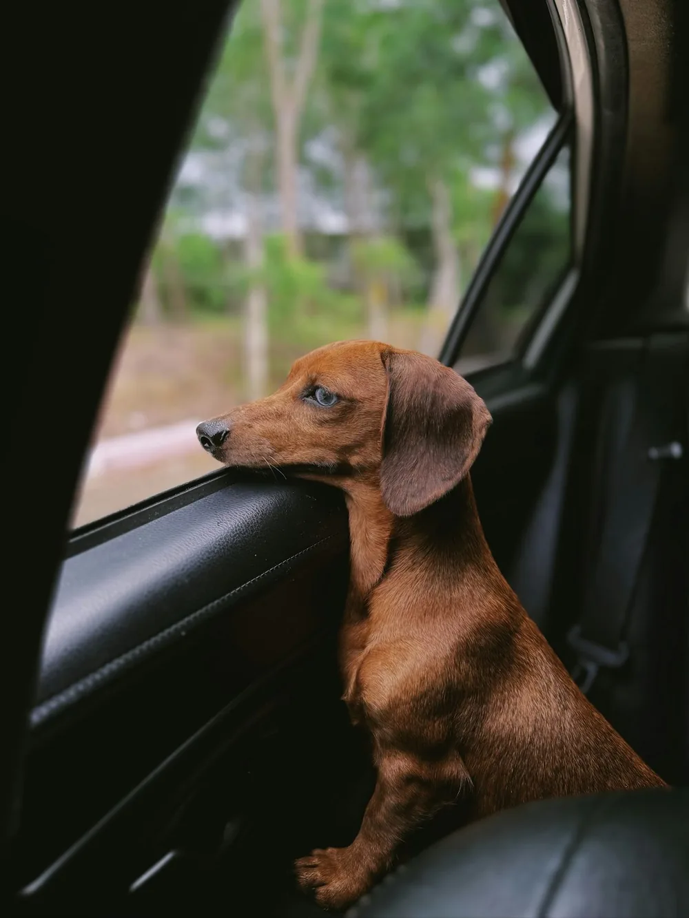 Perrito asomado por la ventana de un auto (foto de stock provisional; falta el auto rotulado de Wawao)
