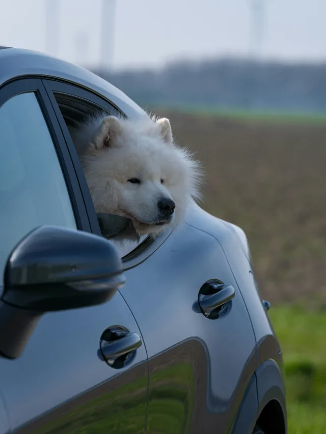 Perro blanco asomado a la ventana de un auto (foto de stock provisional)