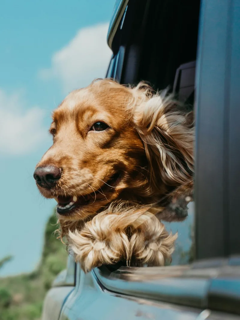 Perrito asomado por la ventana de un auto durante el traslado (foto de stock provisional)